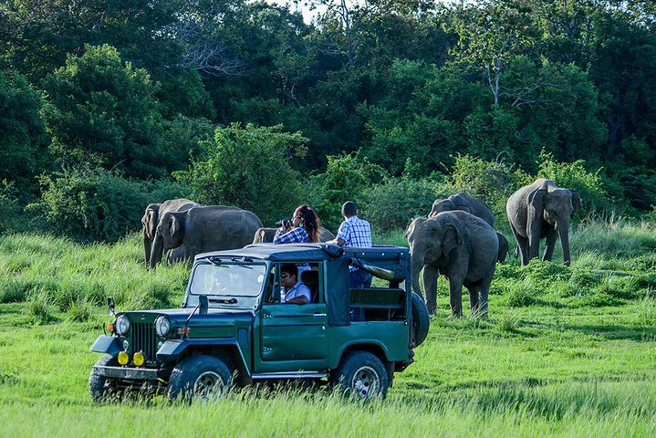 Udawalawe Safari Day Trip from Hambantota/Tangalle/Dikwella/Ranna - Photo 1 of 15